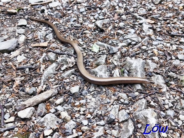 3.5.2025 - Blindschleiche